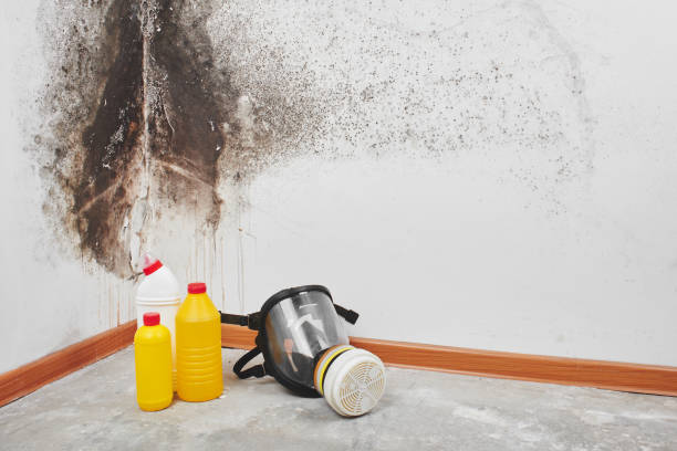 Best Mold Removal and Inspection  in Santa Claus, IN