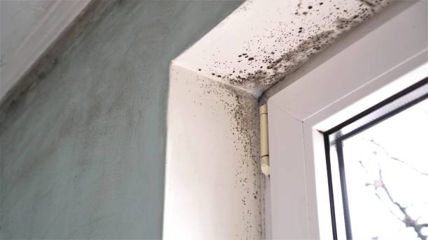 Best Black Mold Removal  in Santa Claus, IN