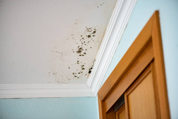 Best Certified Mold Removal  in Santa Claus, IN