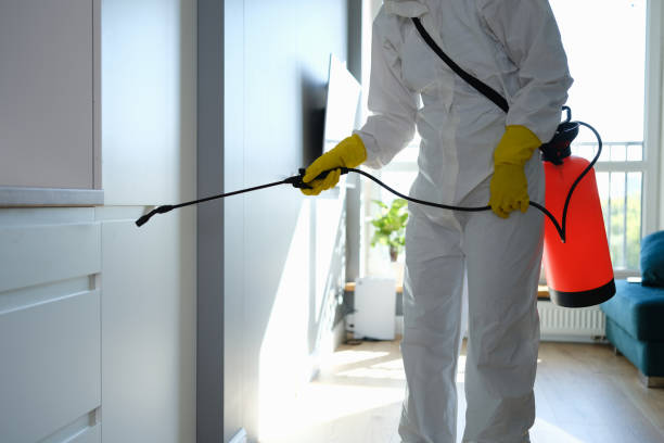 Best Same-Day Mold Removal  in Santa Claus, IN