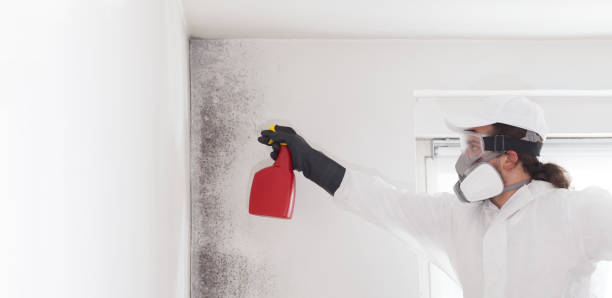 Best Affordable Mold Removal  in Santa Claus, IN