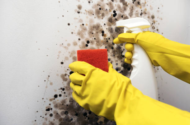 Best Mold Remediation  in Santa Claus, IN