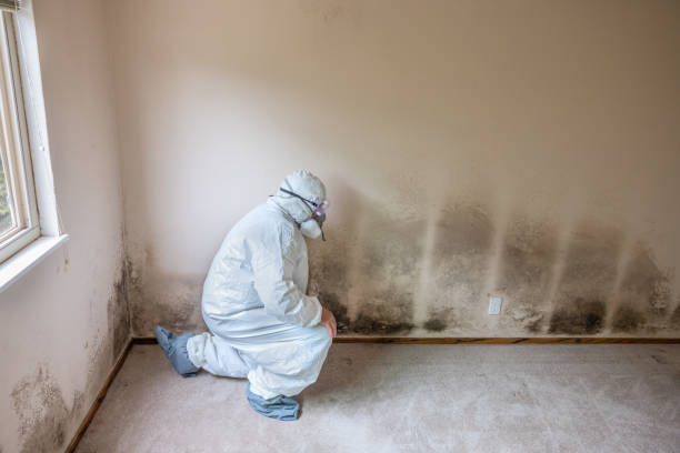 Best Fast Mold Removal  in Santa Claus, IN