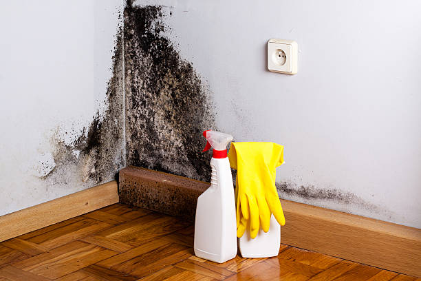 Best Office Mold Removal Services  in Santa Claus, IN
