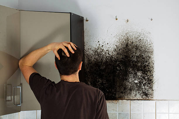 Best Commercial Mold Removal  in Santa Claus, IN