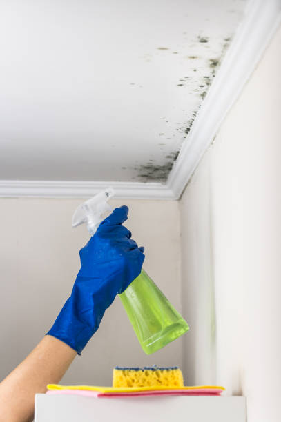 Best Home Mold Removal  in Santa Claus, IN