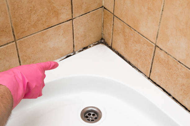 Best Mold Cleaning Services  in Santa Claus, IN